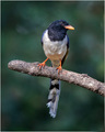 Magpie  - PhotoDune Item for Sale