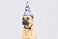All dressed up and ready to party - PhotoDune Item for Sale