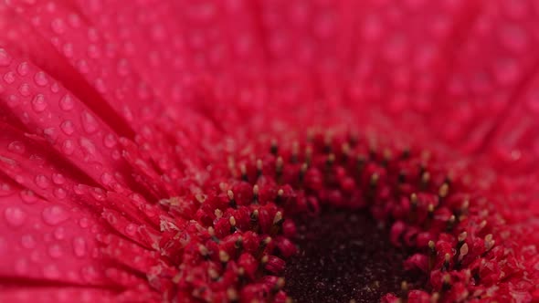 Gerbera Flower Close up
