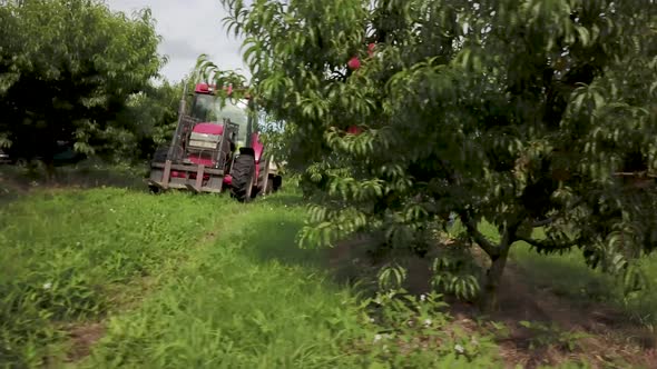 Tractor in peach and plum orchard with men picking peaches.