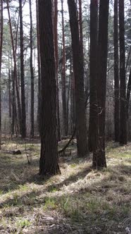 Vertical Video of the Pine Forest in the Afternoon