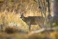 One roe deer standing in the forest at fall - PhotoDune Item for Sale