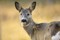 Close-up of one roe deer looking for enemies in the forest at fall - PhotoDune Item for Sale