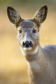 Portrait of one roe deer looking for enemies in the forest at fall - PhotoDune Item for Sale