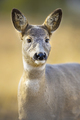 Beautiful roe deer standing in the forest at fall - PhotoDune Item for Sale