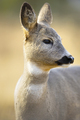 Close portrait of a cute roe deer standing in the forest at fall - PhotoDune Item for Sale