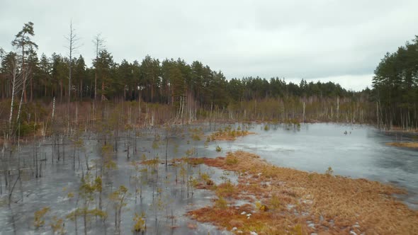 AERIAL: Flying Above Frozen Shallow Swamp in European Forest