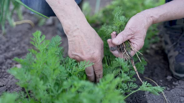 Senior Urban Gardener Working with Carrots on Soil