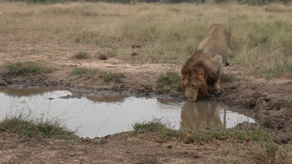 Wide shot as a male lion stops to drink from a shallow puddle in the African wilderness.