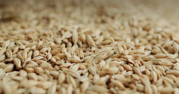 Slider Shot Selected Barley  Raw Materials for Brewing and Other Alcoholic Beverages