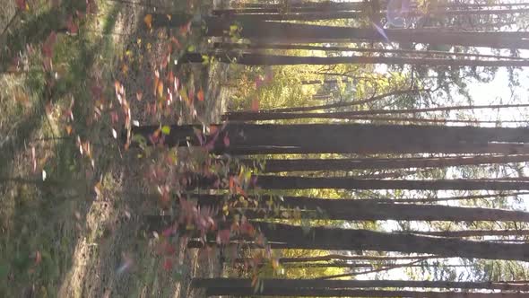 Vertical Video of a Forest Landscape on an Autumn Day in Ukraine