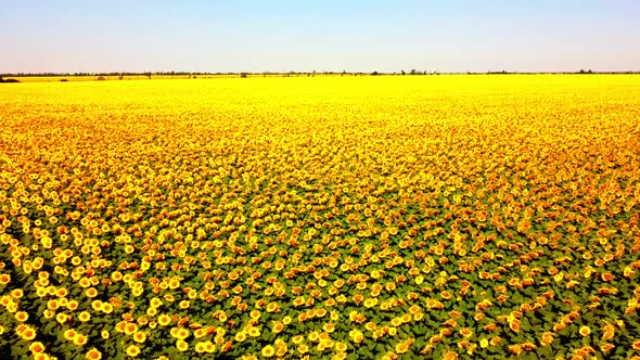 Aerial drone view of a flying over the sunflower field