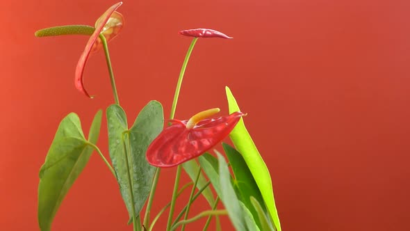 A beautiful growing anthurium flower rotates on a bright orange background.