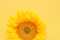 Yellow sunflower bloom in yellow copy space.  - PhotoDune Item for Sale