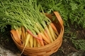 Freshly harvested carrots in basket in garden.  - PhotoDune Item for Sale