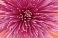Purple chrysanthemum on orange - PhotoDune Item for Sale