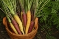 Multicolored carrots in basket in garden - PhotoDune Item for Sale