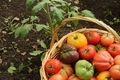 Multicolored heirloom tomatoes in a basket next to a tomato plant in garden - PhotoDune Item for Sale