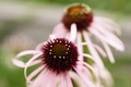 Light and airy image of echinacea blooms - PhotoDune Item for Sale