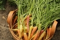 Freshly harvested multicolored carrots in garden in basket.  - PhotoDune Item for Sale