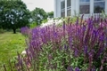 Deep rich purple flowers in a country garden.  - PhotoDune Item for Sale