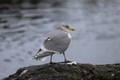 Seagull on the rock - PhotoDune Item for Sale