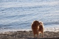 Dog on the beach  - PhotoDune Item for Sale