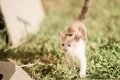 Kitten - PhotoDune Item for Sale
