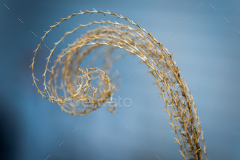  grass outside with soft focus and blue blurred background