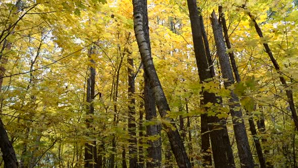 Autumn Forest with Yellow Foliage