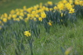 Field with daffodils  - PhotoDune Item for Sale