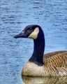 Goose - PhotoDune Item for Sale