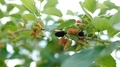 Fresh mulberry, black ripe and red unripe mulberries on the branch. - PhotoDune Item for Sale