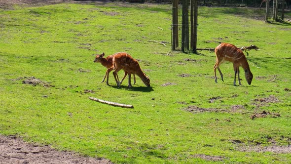 Hungry Deers Feeding Searching Food in Grass Graze on Green Field at Gdansk Zoo Poland