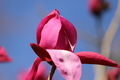 Bloomed magnolia  - PhotoDune Item for Sale