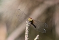 Dragonfly and a stick - PhotoDune Item for Sale