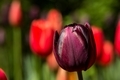 Plum coloured tulip - PhotoDune Item for Sale