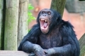 Chimp Yawning - PhotoDune Item for Sale