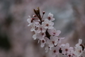 Plum tree blossoms on early spring  - PhotoDune Item for Sale