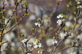 Spring blossom  - PhotoDune Item for Sale
