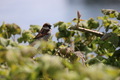 Bird in bushes  - PhotoDune Item for Sale