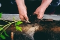 Middle-aged woman planting tomato seedlings in a greenhouse - PhotoDune Item for Sale