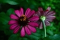 Zinnia Flowers - PhotoDune Item for Sale