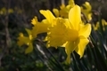 Daffodils  - PhotoDune Item for Sale