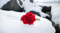 Red rose on the snowy rocky coast of the sea in cloudy weather - PhotoDune Item for Sale