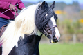 Piebald Pony - PhotoDune Item for Sale