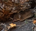 Wild rodent hiding in the tree gap - PhotoDune Item for Sale
