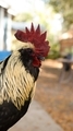 king rooster - PhotoDune Item for Sale