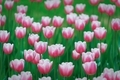 Tulips  - PhotoDune Item for Sale
