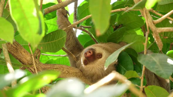 Three-toed Sloth Sleeping on a Branch in the Rainforest